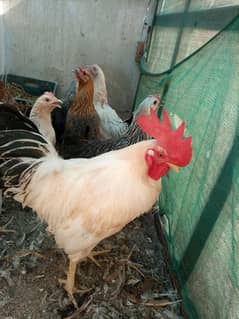 hens and rooster