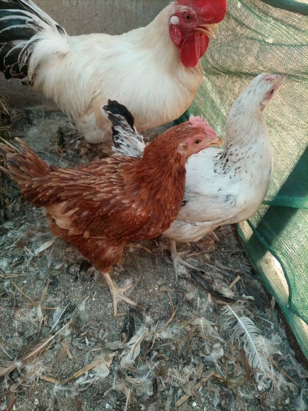 hens and rooster 4