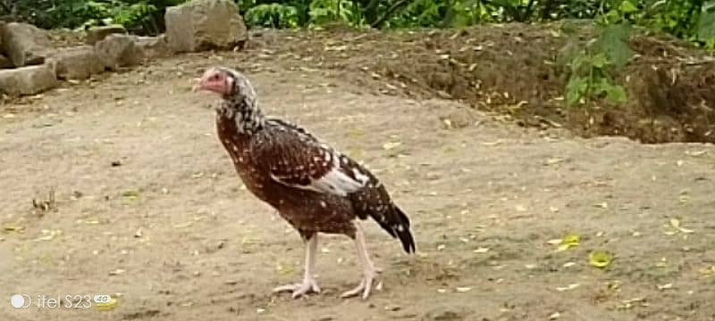 aseel hens for sale 1