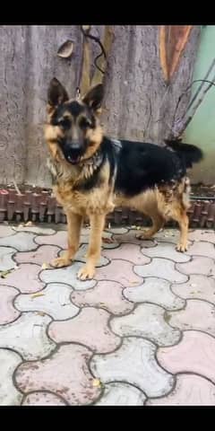 German shepherd