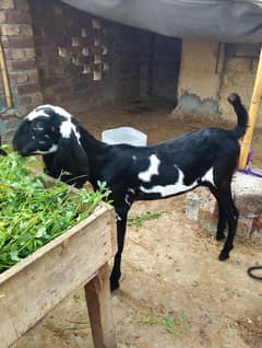 Bakra Bakri Amritsari beetar pair