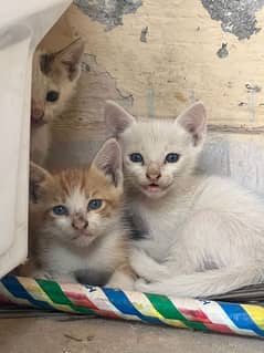 Three cats brwon and white and black white and beautiful blue eyes