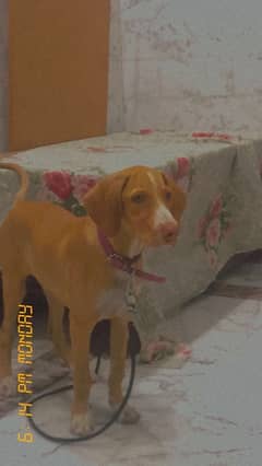 ENGLISH POINTER PUPPY