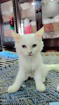 Female Persian kitten