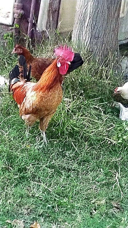 hens for sale 2