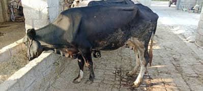 cross cow