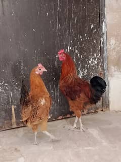 Golden Misri murga murgi pair for sale