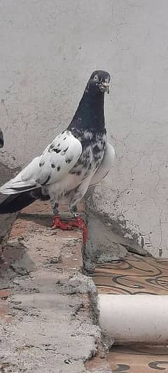 pigeon