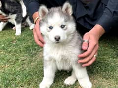 Siberianhusky puppie