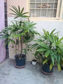 two plant