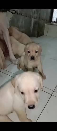 Labrador Female papy for sale 03204048942