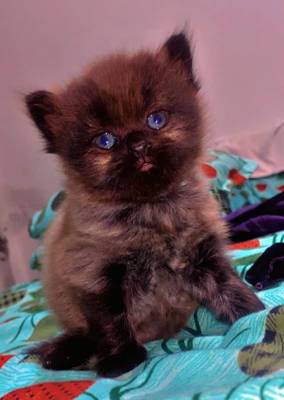 Persian Kittens pair 0