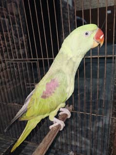 raw parrot / raw female parrot/ green parrot