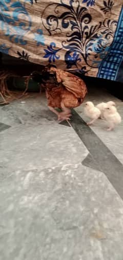 aseel hen fancy chicks and aseel pathe for sale