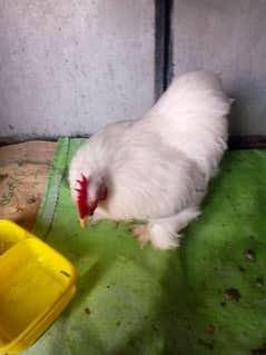 silki ND bantam for sell 0