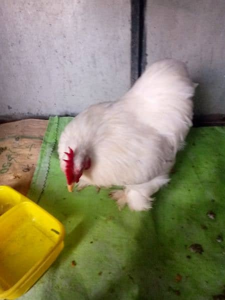 silki ND bantam for sell 0