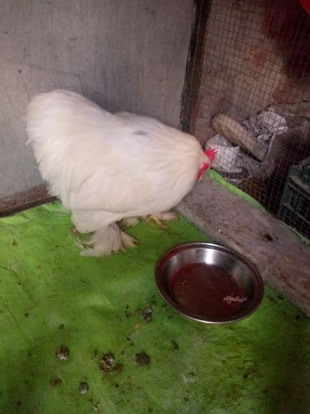 silki ND bantam for sell 1