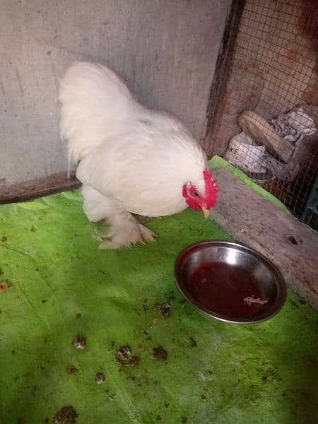 silki ND bantam for sell 2