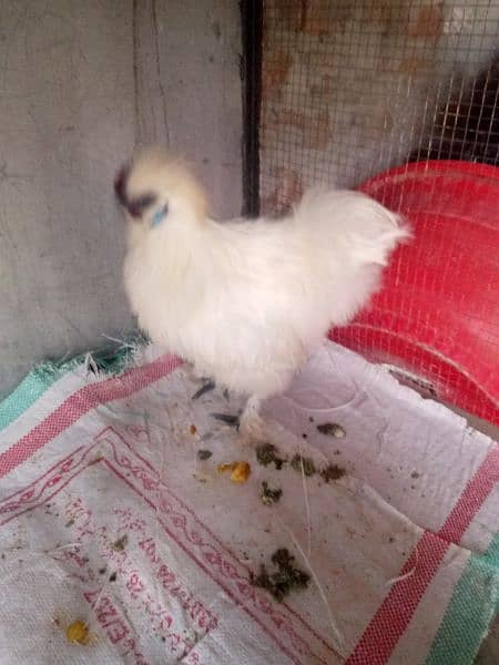 silki ND bantam for sell 3