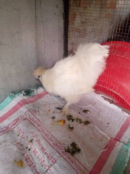 silki ND bantam for sell 4