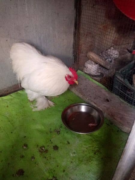 silki ND bantam for sell 5