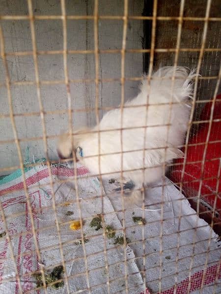 silki ND bantam for sell 7