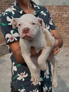 American bully puppies