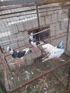 8 pigeon ha for sale layny waly rabta kry 03379396173