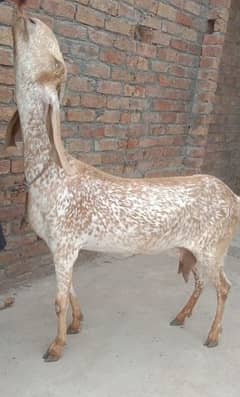 makhi cheeni bakri for sale