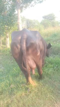 sagri buffalo 14 kg dodh