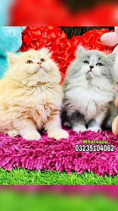 Persian kittens| Triple long coated| punch Face| cat babies