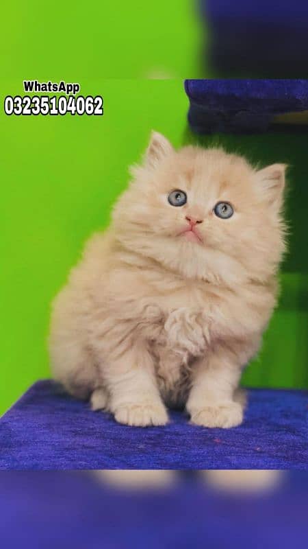 Persian kittens| Triple long coated| punch Face| cat babies 2