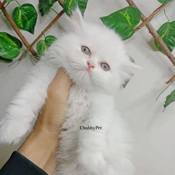 Persian kittens| Triple long coated| punch Face| cat babies 4