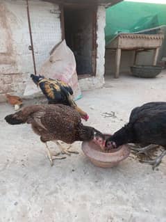 aseel pair with chicks