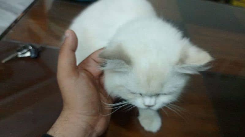 Persian cat for urgent sale my WhatsApp number 0326/9200/962 1