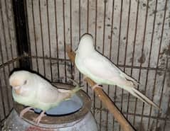 Red eye paper white budgies