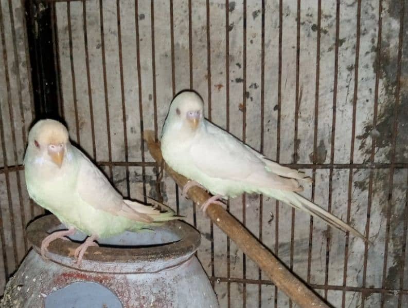 Red eye paper white budgies 1