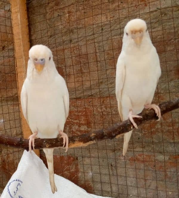 Red eye paper white budgies 3