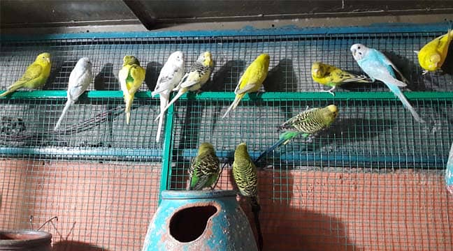 Cage Colony Heavy 15X4X8 for Birds 1