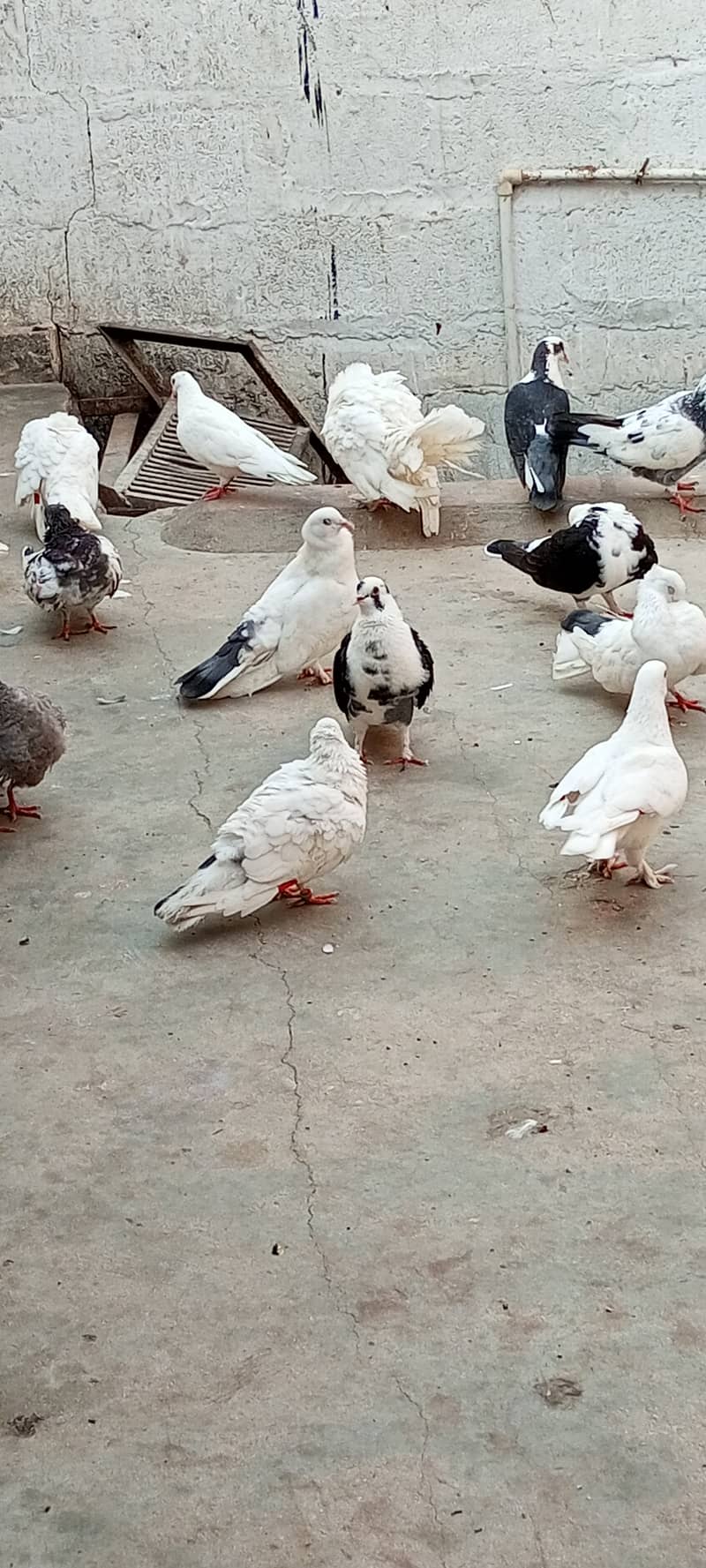 fancy pigeons 2