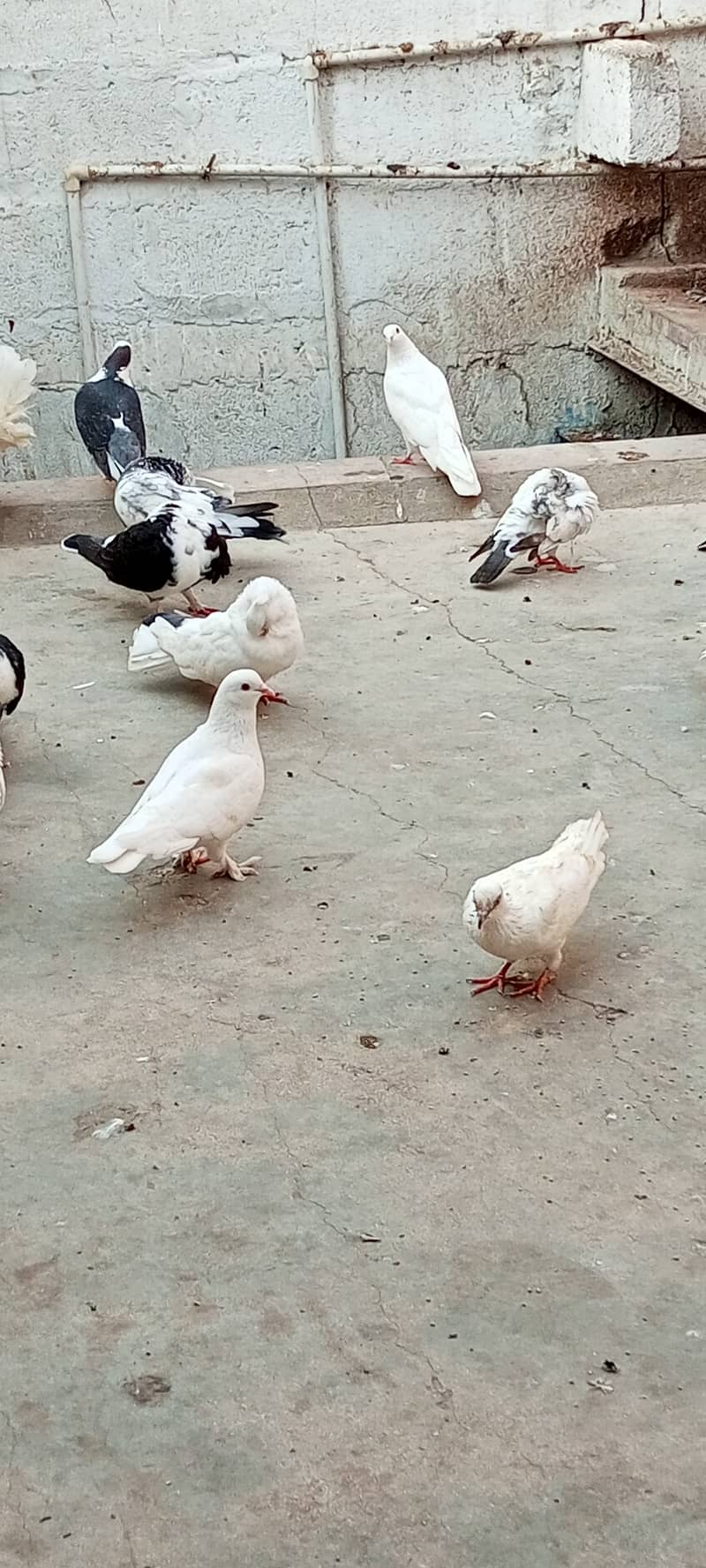 fancy pigeons 3