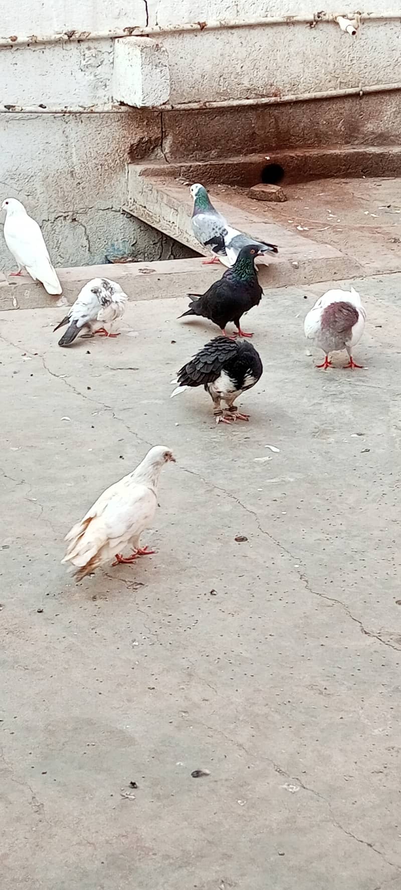 fancy pigeons 4