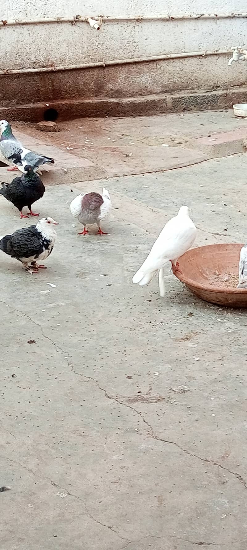 fancy pigeons 5