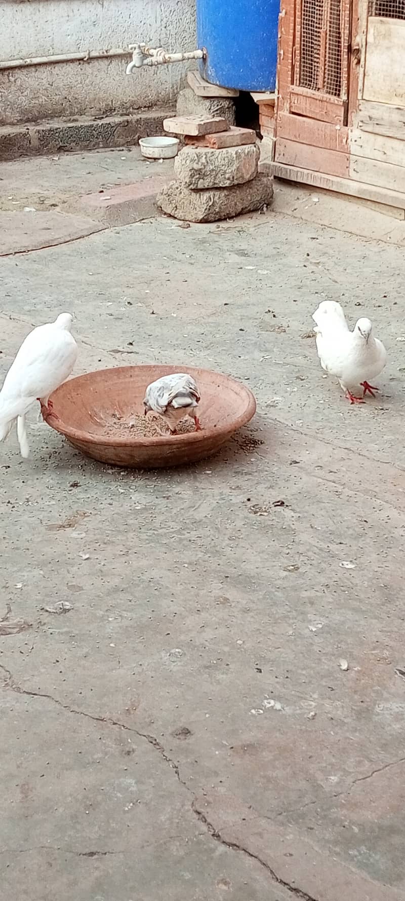 fancy pigeons 6