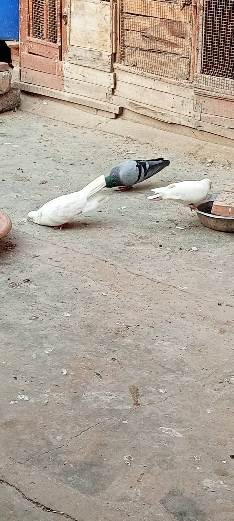 fancy pigeons 7