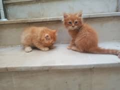 pair of kittens for sale