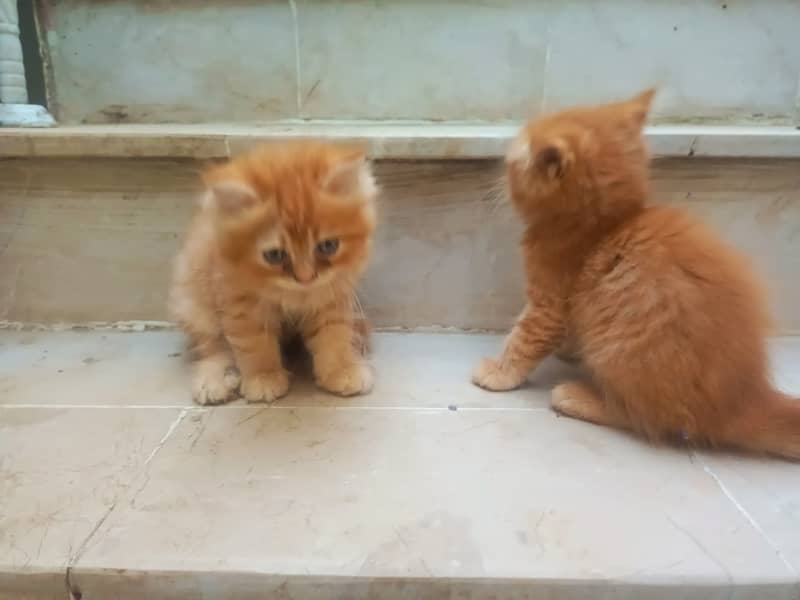 pair of kittens for sale 1