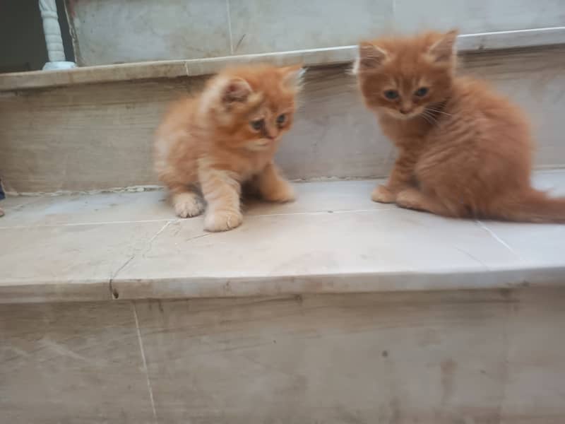 pair of kittens for sale 3