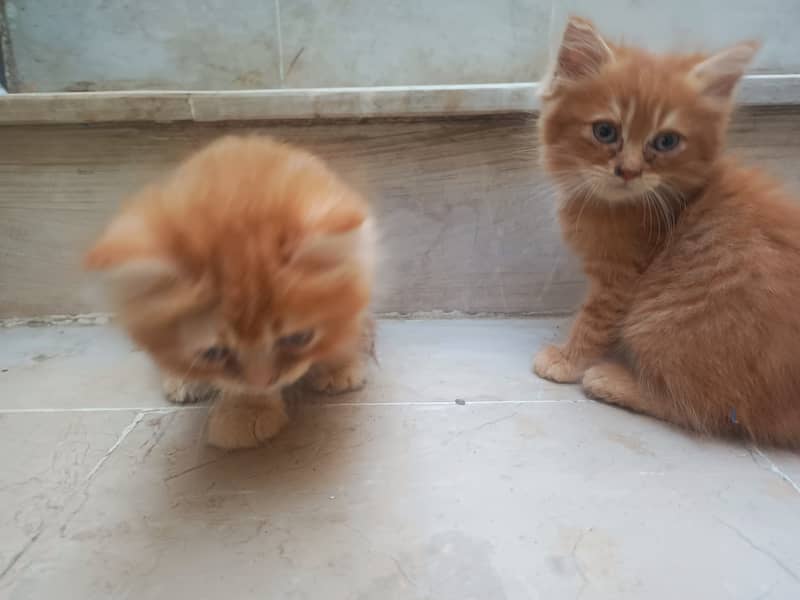 pair of kittens for sale 4