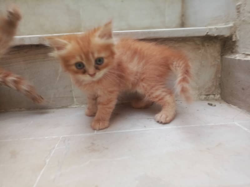 pair of kittens for sale 7